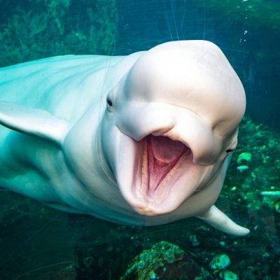 picot_9527's profile picture. 