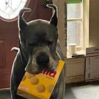 Jay Dias (@jaydi08396708) 's Twitter Profile Photo
