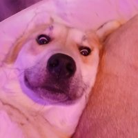 xKuRRupTioNx ๐ฎ๐น (@lorenzobigz) 's Twitter Profile