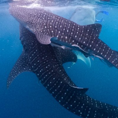 Sumbawa Holiday, Tour Operator specialist for Whale Sharks Excursions