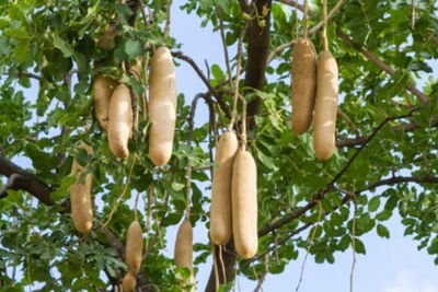 AFRIKANHERBZ's profile picture. Achieve balance and radiant health through the power of African herbs & remedies, Follow for inspiring stories, expert tips, and a supportive community