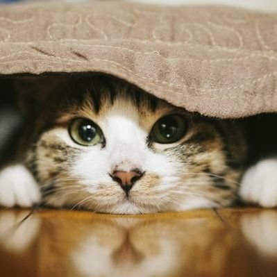 しばねこさんのプロフィール画像