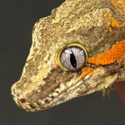 3dmame's profile picture. blenderで3Dモデリングを勉強中。まだまだ初心者ですが気軽に絡んでくれたら嬉しいです！