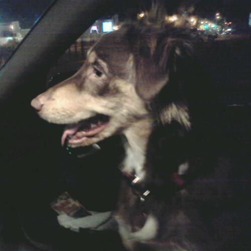 RAPID RESPONSE K-9