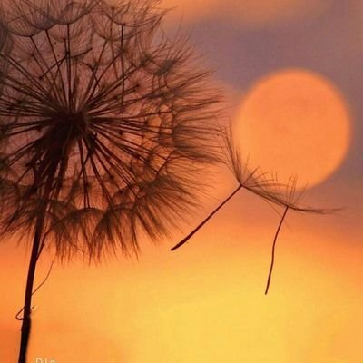 khaledyan78869's profile picture. تحصیلات.........