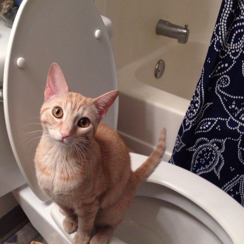 TheRealSchwade's profile picture. 