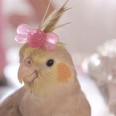 thelucyward's profile picture. In favor of democracy, human and animal rights, equality and freedom. Impeach tr*mp NOW!