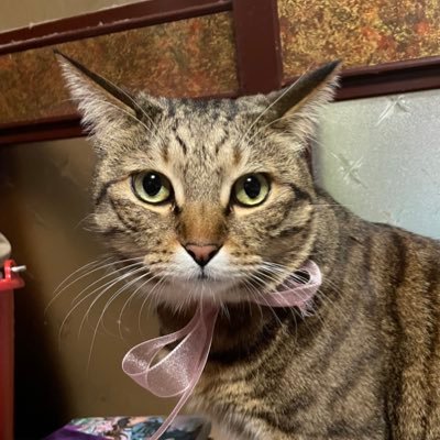 miya0127_38's profile picture. ウマ娘 ファントムシータ ハイネ💜🤍🩵🩷 Ado