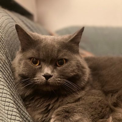 robinnieh's profile picture. book editor