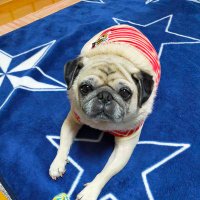 pugpug0825 (@puusukeko0825) 's Twitter Profile