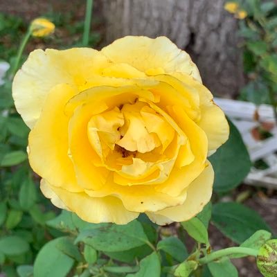 er0516m's profile picture. X JAPAN / フレンチブルドック飼ってます🐶/登山にはまってます⛰