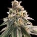 I Grow Mids (@igrowmids) Twitter profile photo I Grow Mids (@igrowmids) Twitter profile photo