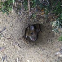 @vbsdoublet.bsky.social (@vbsdoublet) 's Twitter Profile Photo