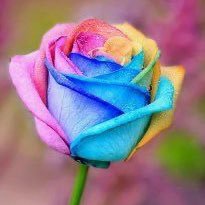 pinkun0125's profile picture. 