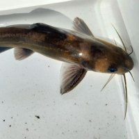 うおまるサブ (@bj4bd7a88237) 's Twitter Profile