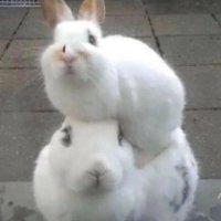 얀기 (@yankimyann) 's Twitter Profile