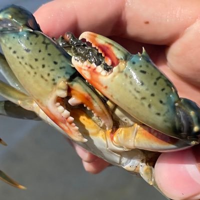 かにっす (@5g6izUg03gQyclp) / Posts / X