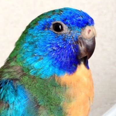 10000円→8000円❗️手作り額付き作品　title「晴れ晴れニャンコ」 a37🎀名古屋コミティア【B-04】 (@regalecus_00) / X