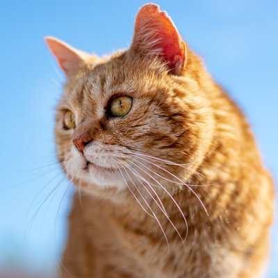 RentoTsukiya's profile picture. 