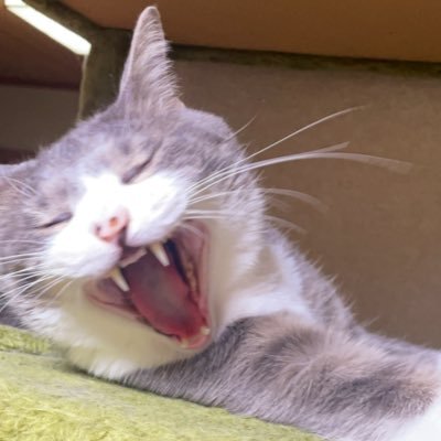 73_enjoyddr's profile picture. ゴリラになるべく頑張っています🦍 無言フォロー失礼いたします🙇‍♀️