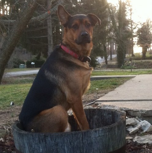 bbqmilitia's profile picture. 