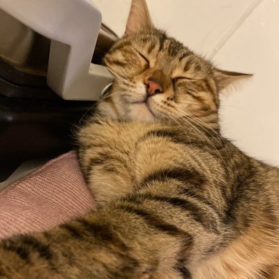 dilekyxx's profile picture. iyişeylerbirdenbireolur🌻