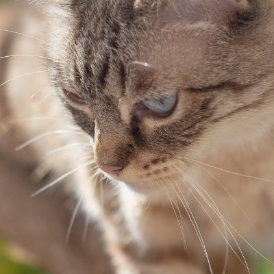 GideoninSpain's profile picture. I like Cats and Qubic
Join our community on discord
https://t.co/az5rPp6ge0