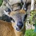 Oakland Zoo (@oakzoo) Twitter profile photo Oakland Zoo (@oakzoo) Twitter profile photo