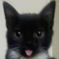 karak (@houseofkhann) 's Twitter Profile