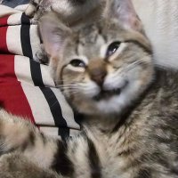 HASMAW (@bapplesnap) 's Twitter Profile