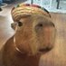 Capibara X (@capibaracana) Twitter profile photo Capibara X (@capibaracana) Twitter profile photo
