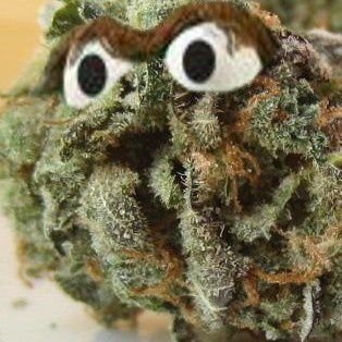 FlipCrypt's profile picture. Ghost Army | By Any Memes Necessary | FAFO | 🐸