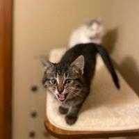 Moïse.lechat (@dulcetarpeggio) 's Twitter Profile