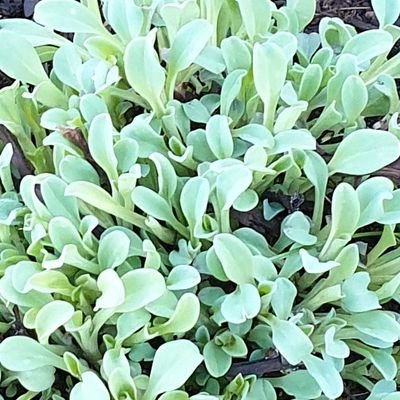 chris & jenny
the Edible garden nursery
zero chemicals over 30 yrs
peatfree 30 yrs
specialist edibles & herbs
retail markets plant fairs. est 1.4.1985