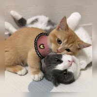 𝗔𝘆𝘀𝗵𝗮 𝗞𝗵𝗮𝗻 (@a5hu_) 's Twitter Profile Photo 𝗔𝘆𝘀𝗵𝗮 𝗞𝗵𝗮𝗻 (@a5hu_) 's Twitter Profile Photo