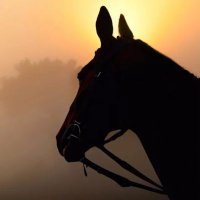 Zealous (@zealouskipper) 's Twitter Profile