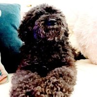 Little Bear (@05235fd083ad408) 's Twitter Profile
