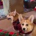 Corgi Mates Emi and ZuZu (@welshpemcorgi) Twitter profile photo Corgi Mates Emi and ZuZu (@welshpemcorgi) Twitter profile photo