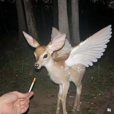 robertseggsers's profile picture. yall…