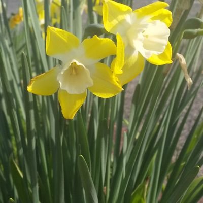 bh4KeY0Rg370423's profile picture. 歳はとっていますが日々成長🙏自然、花に癒されています。美しい日本を未来に繋げたい🦋