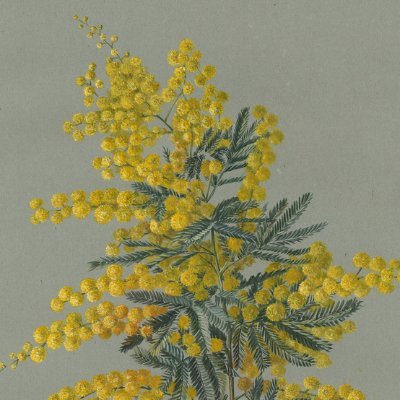 Aussie_Wattle's profile picture. Aussie 24