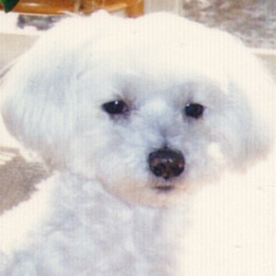 VCS314's profile picture. 一人暮らしの老人です
ボケ予防策です
もうすぐ後期高齢者
音楽から遠ざかっていましたが最近手持ちのCDとか
LPを録音したものを聴いています。
悲しいかな表現力が著しく乏しいです。
Twitterの機能、マナー、暗黙のルールなど、わかっていません。
何かにつけ、よく間違えます。