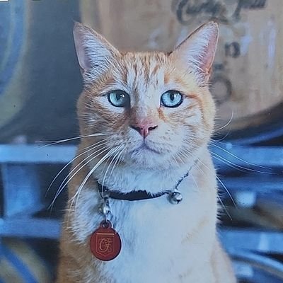 ChewieKilmouski's profile picture. Dead rats don't squeak!😺🐈🐈🐈 NO DMs