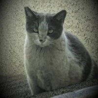 Timecat (@timecat_1) 's Twitter Profile