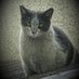 Timecat (@timecat_1) Twitter profile photo Timecat (@timecat_1) Twitter profile photo