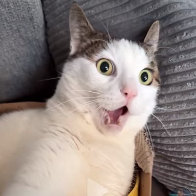 FakeLoree_'s profile picture. R6 Player I @lollowga (my slave)  
For someone im salmone