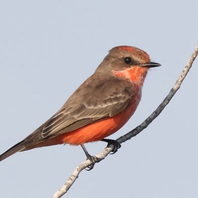 Married. Conservative, leaning libertarian. Bird watcher.