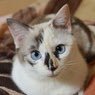 下ネタと内輪ネタとSCPとその他。本垢(@Mister_tako)が凍ったので二代目です。アイコンは飼い猫。かわいい。