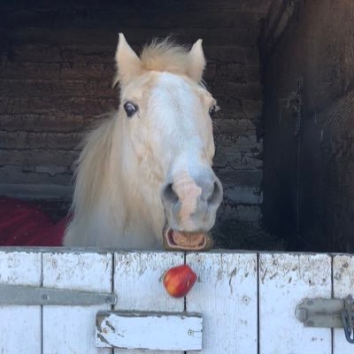 BaddieHoll11's profile picture. 