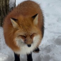 キツネの食旅 (@fox_food_travel) 's Twitter Profile